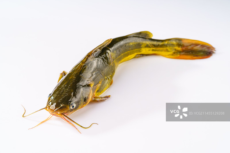 简单背景下的新鲜嘎牙鱼图片素材