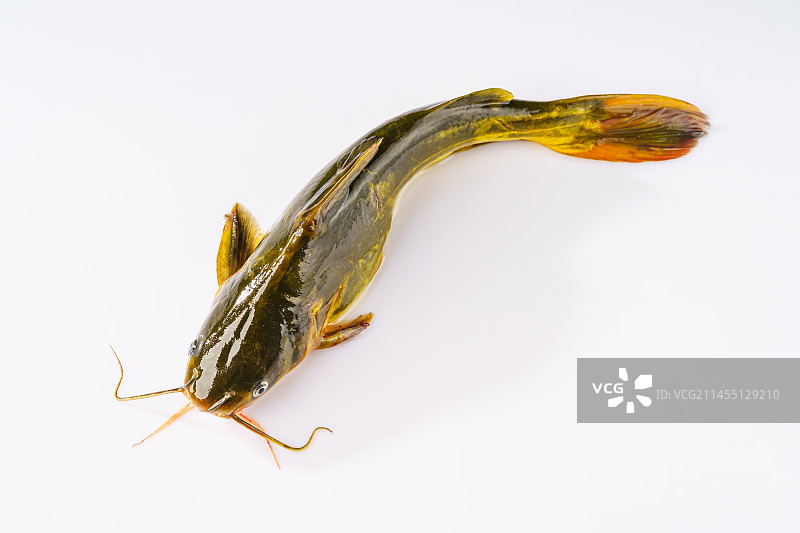 简单背景下的新鲜嘎牙鱼图片素材