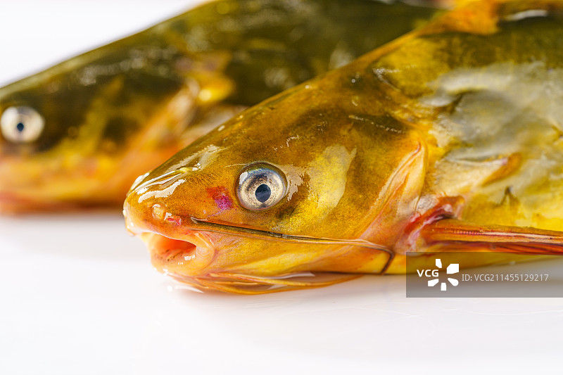 简单背景下的新鲜嘎牙鱼图片素材