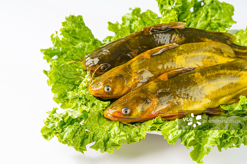 简单背景下的新鲜嘎牙鱼图片素材