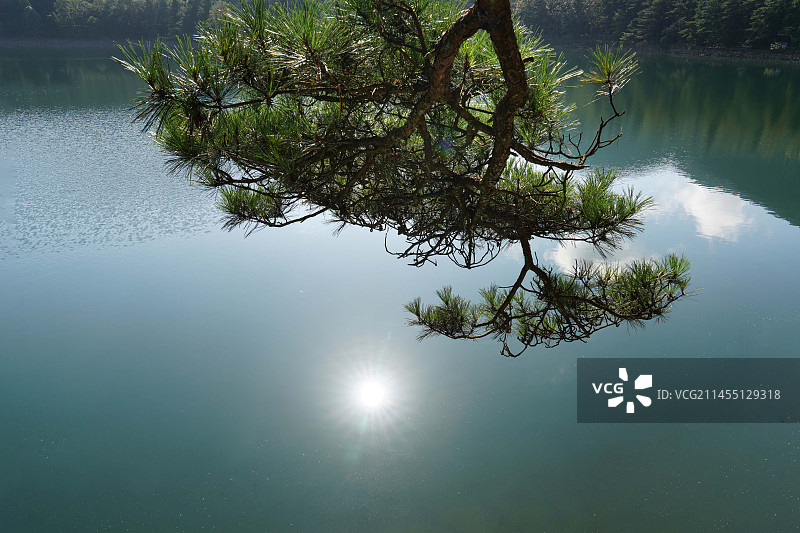 庐山国家重点名胜区芦林湖，松树和水面阳光倒影反射图片素材