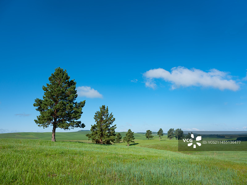 草原山坡上的松树图片素材