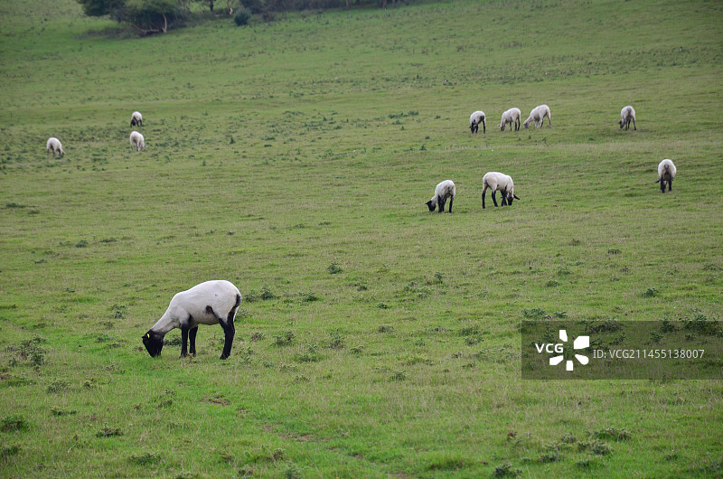 农场里吃草的黑脸羊图片素材