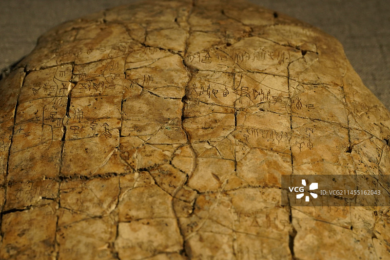 花东刻辞卜甲 甲骨文微距特写 中国社科院安阳工作站藏图片素材