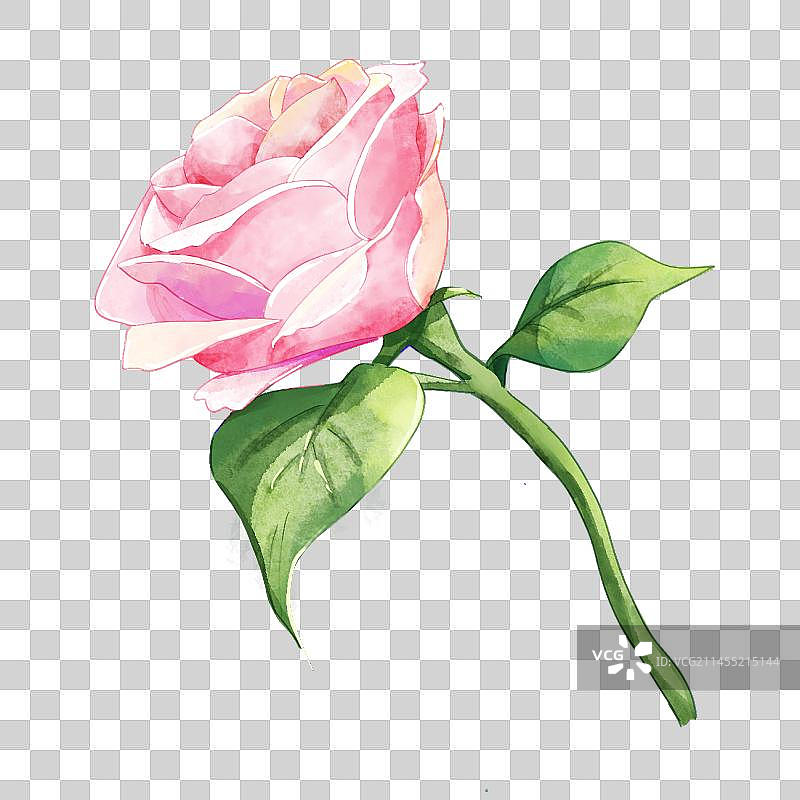 情人节单只粉色水彩玫瑰花图片素材