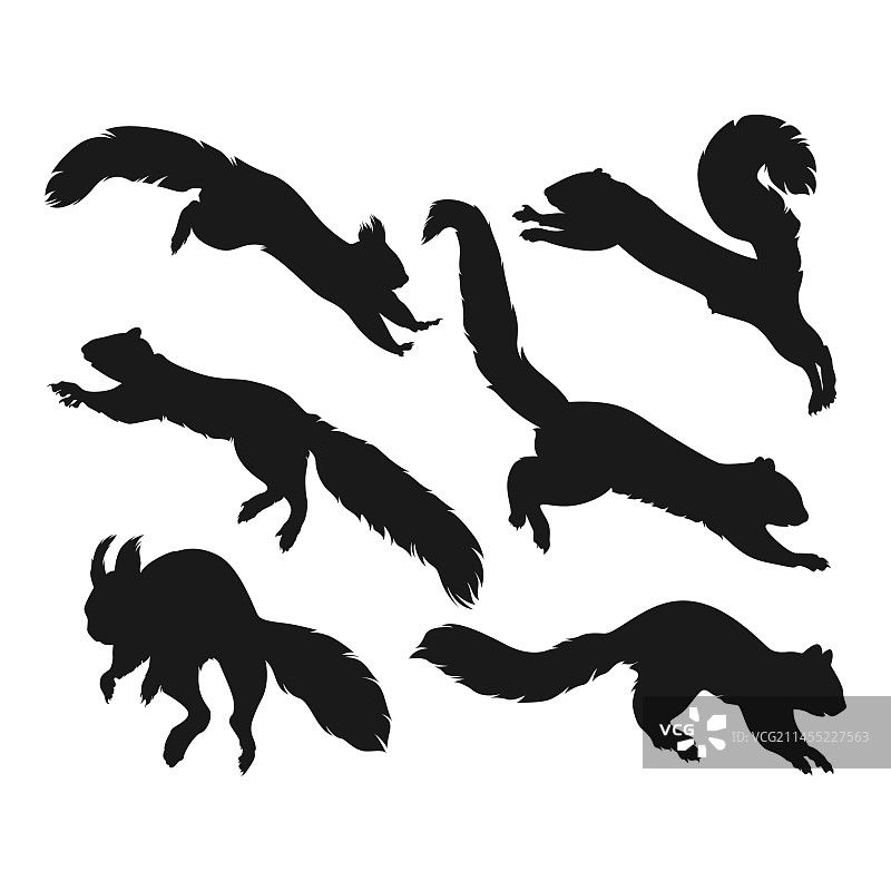 手绘松鼠轮廓，隔离在白色上图片素材