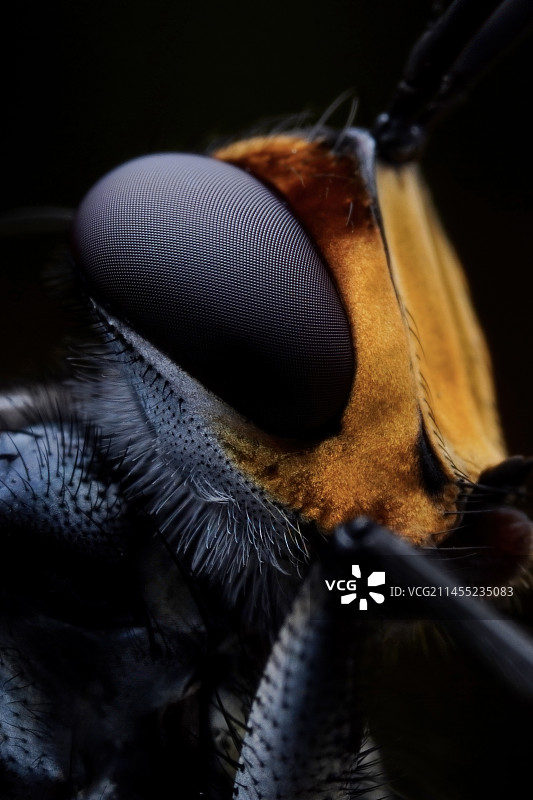 迷人复眼图片素材