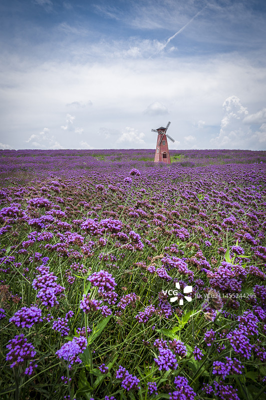 紫色薰衣草花海中的荷兰风车图片素材