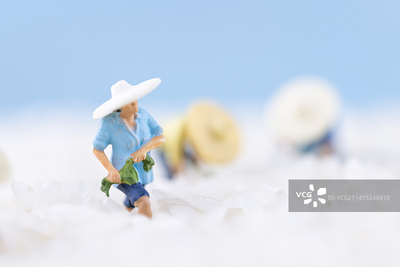 大米上劳作的农民图片素材