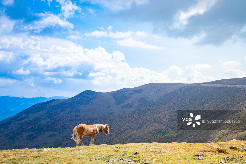 一匹黄色的马站在山顶上休息图片素材