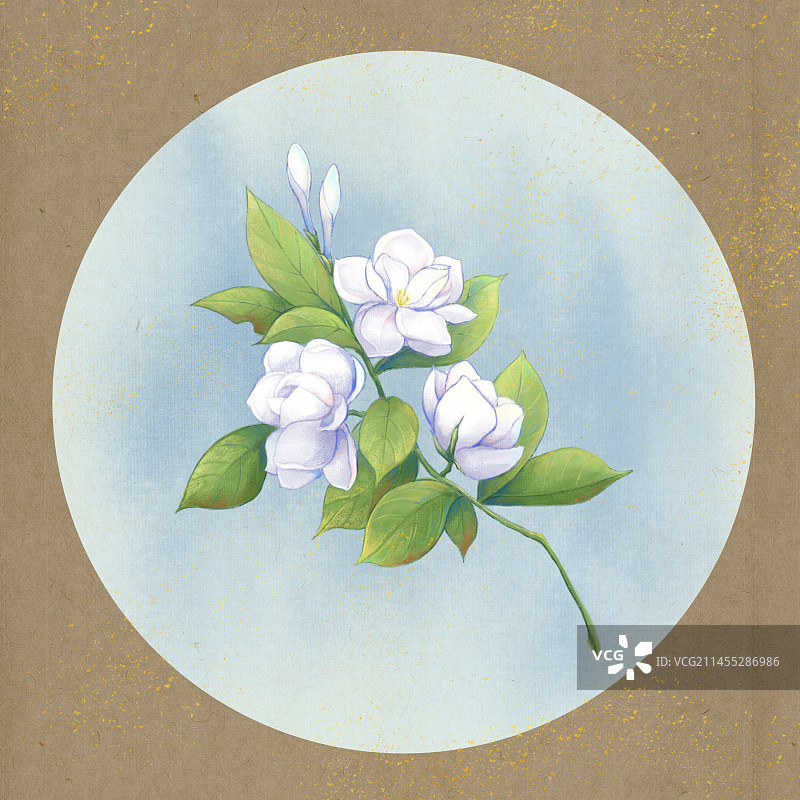 栀子花图片素材