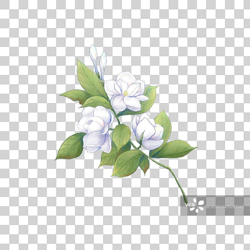 栀子花图片素材