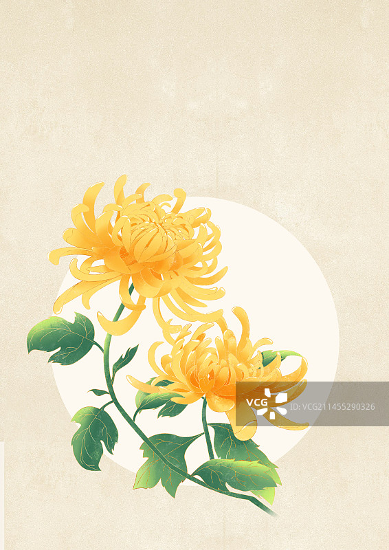 国风节气寒露菊花花卉植物插画海报图片素材