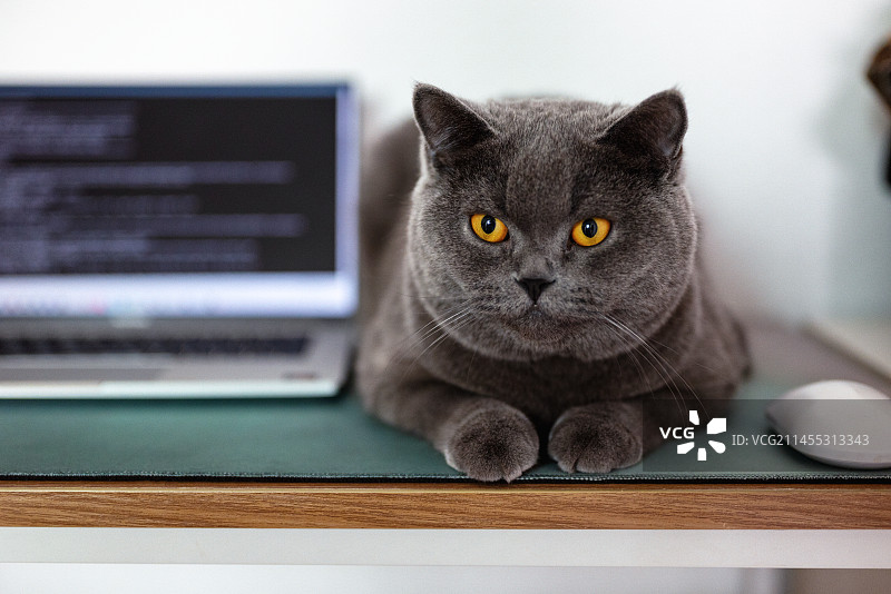 电脑工作台上的蓝猫图片素材