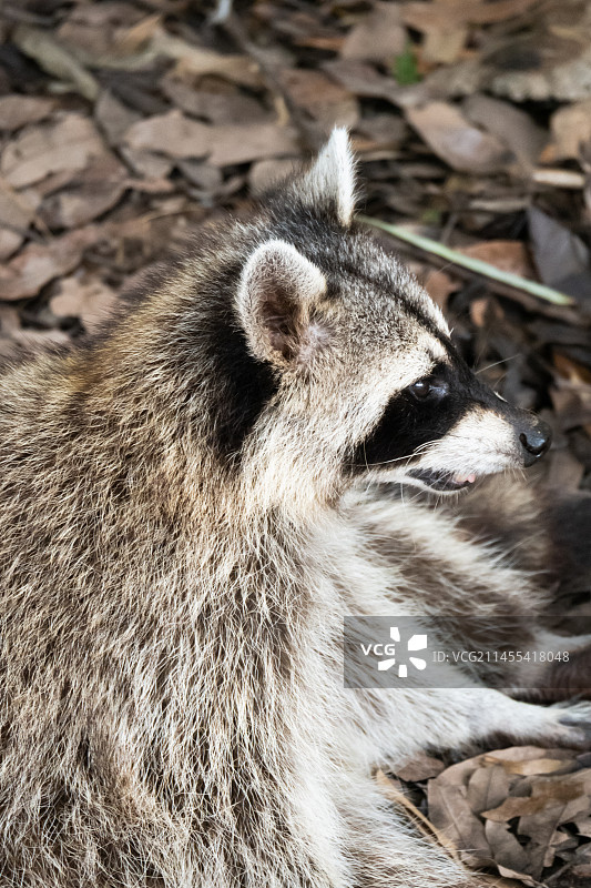 广州动物园 浣熊图片素材