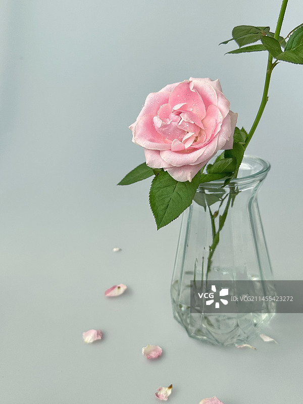 放在桌子上的玫瑰图片素材