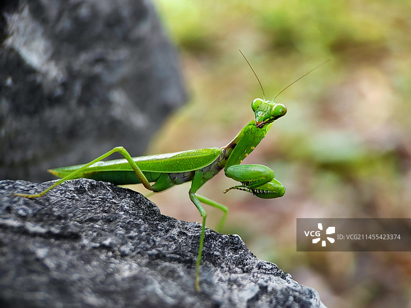 石上螳螂特写镜头图片素材