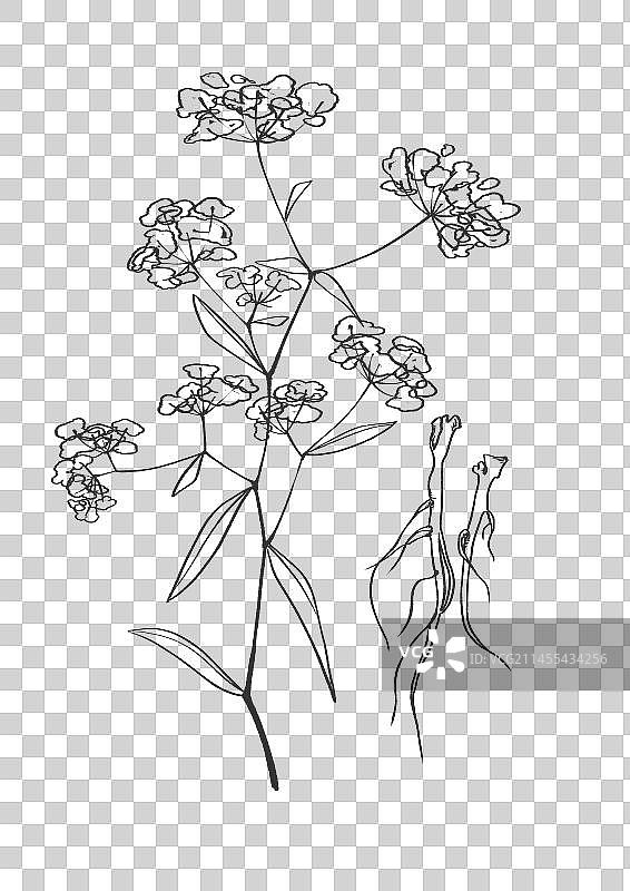 柴胡插画手绘中药材图片素材