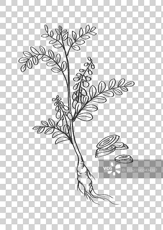 黄芪插画手绘中药材图片素材