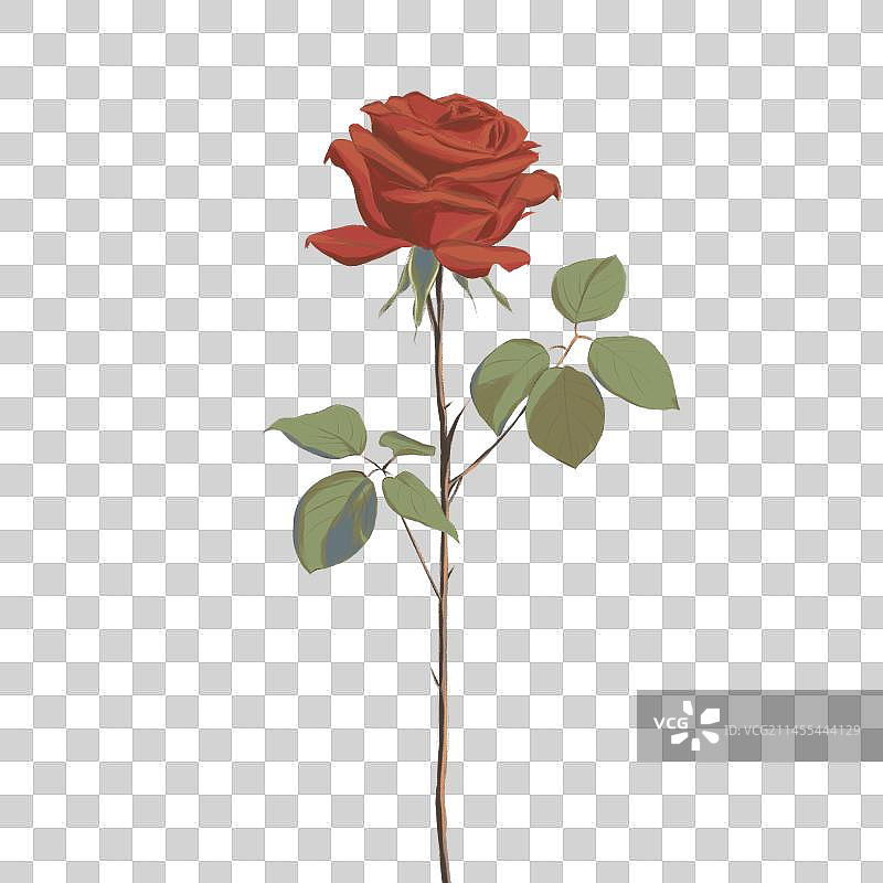 复古玫瑰图片素材