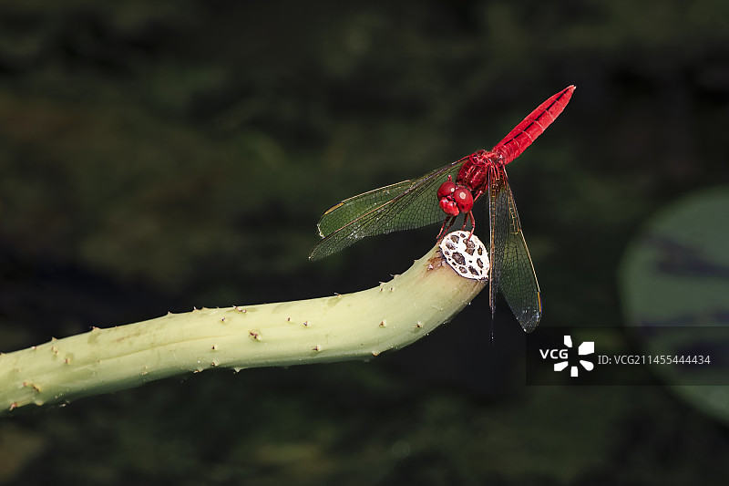 秋红蜻蜓图片素材