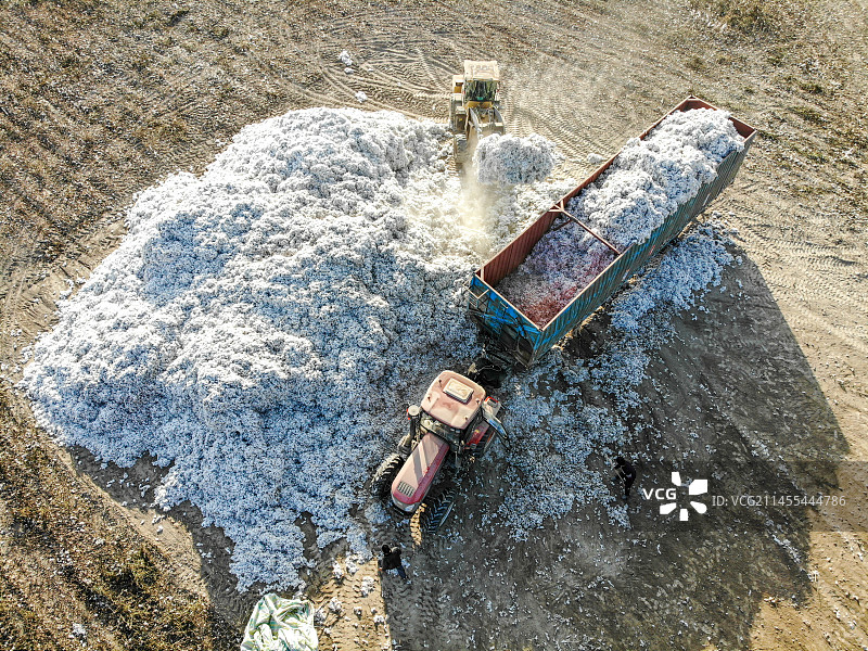 新疆棉花收获季 已采收的棉花装到集装箱图片素材