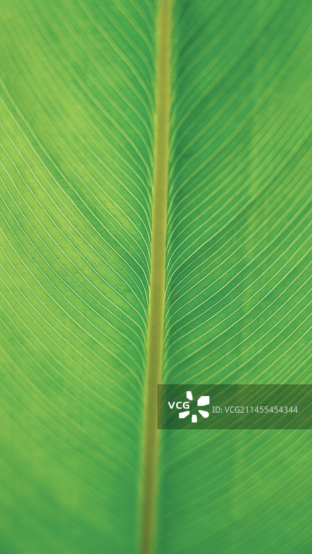 树叶纹理图片素材