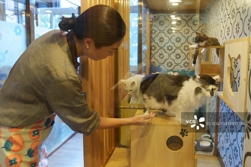 宠物医院内照顾猫咪的中年女人图片素材