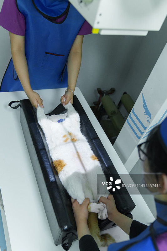 宠物医生在诊疗室对猫咪进行检查图片素材