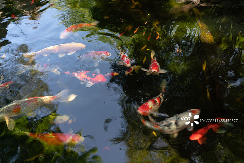 池塘里的金鱼图片素材