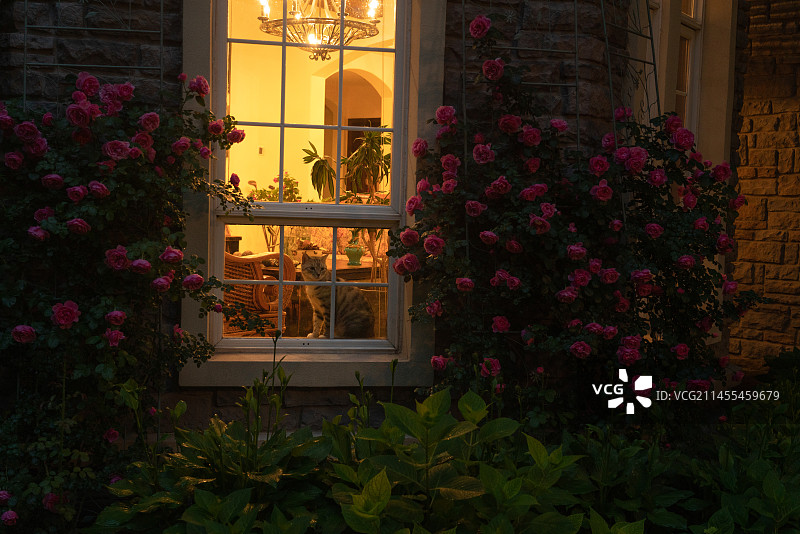 猫咪站在窗台上往外看图片素材