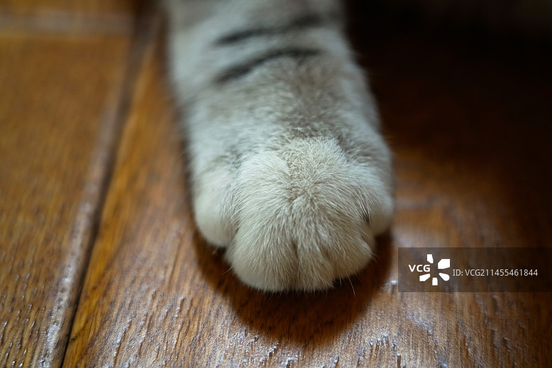 可爱的猫爪图片素材