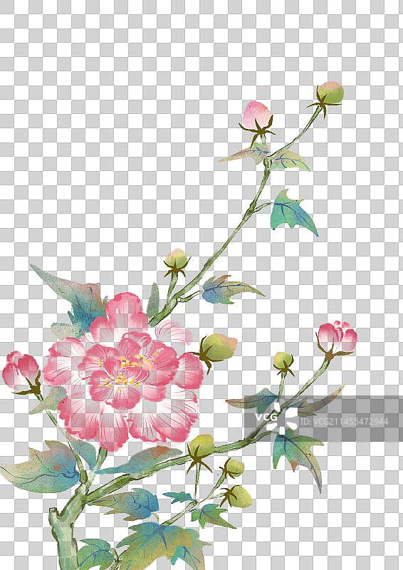 国风芙蓉花插画图片素材