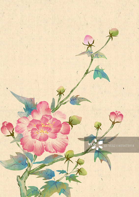 国风芙蓉花插画图片素材