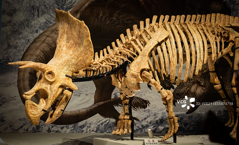 恐龙化石图片素材