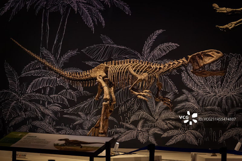 恐龙化石图片素材