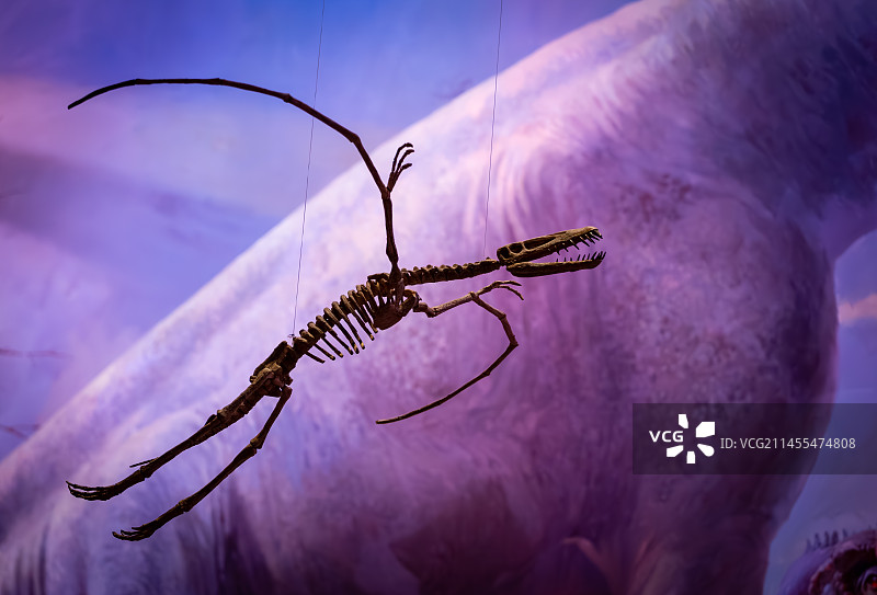 恐龙化石图片素材