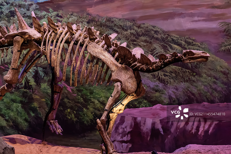 恐龙化石图片素材