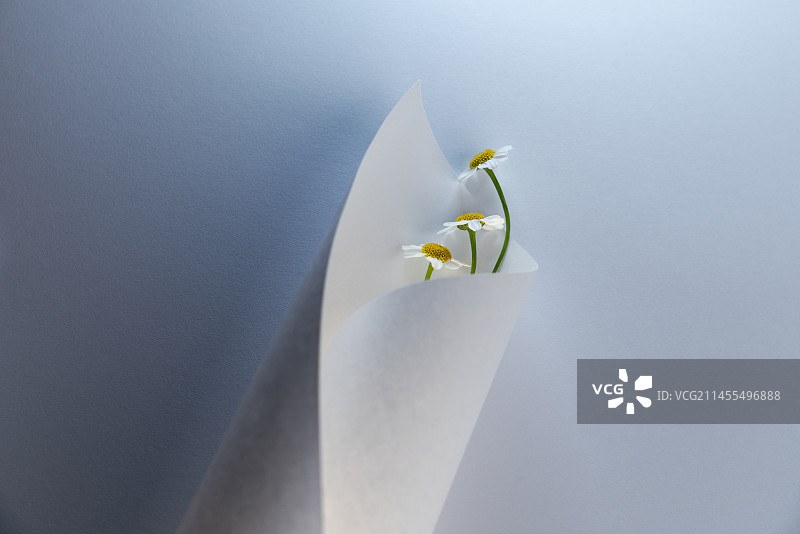 包裹在白纸中的几朵雏菊特写静物照图片素材