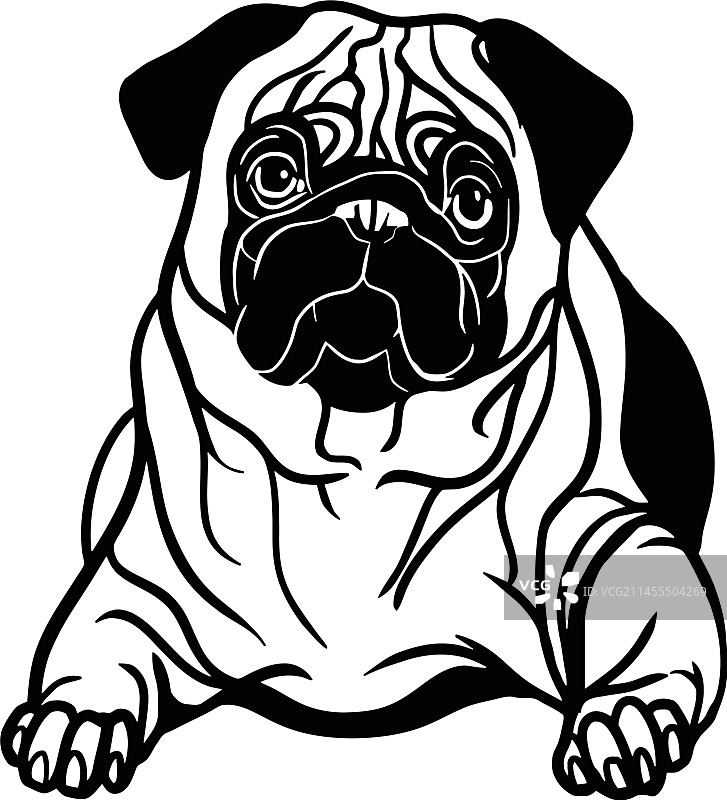 巴哥犬 - 躺着的狗，库存隔离图图片素材