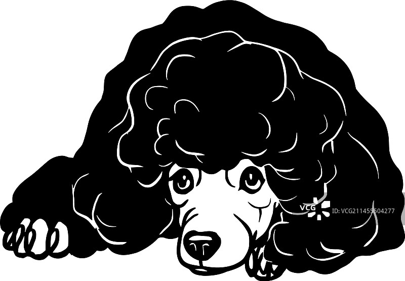 贵宾犬 - 躺着的狗库存照片图片素材