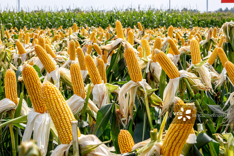 成熟丰收的玉米图片素材