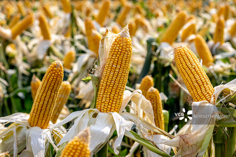 成熟丰收的玉米图片素材