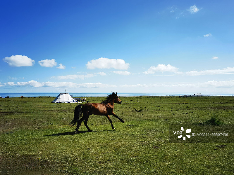 青海湖畔牧场风光系列之骏马奔驰（青海省海南藏族自治州）图片素材