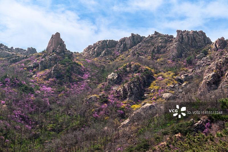 大珠山小福台顶盛开的杜鹃花图片素材