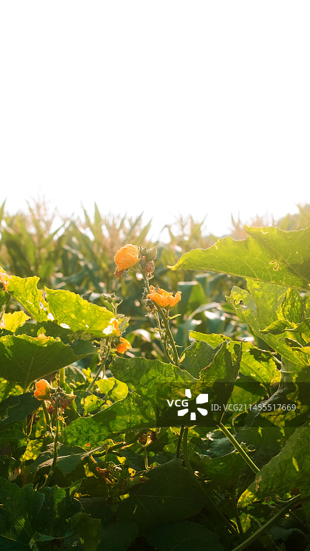 南瓜花图片素材