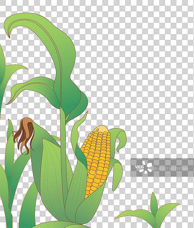 玉米农作物收获图片素材