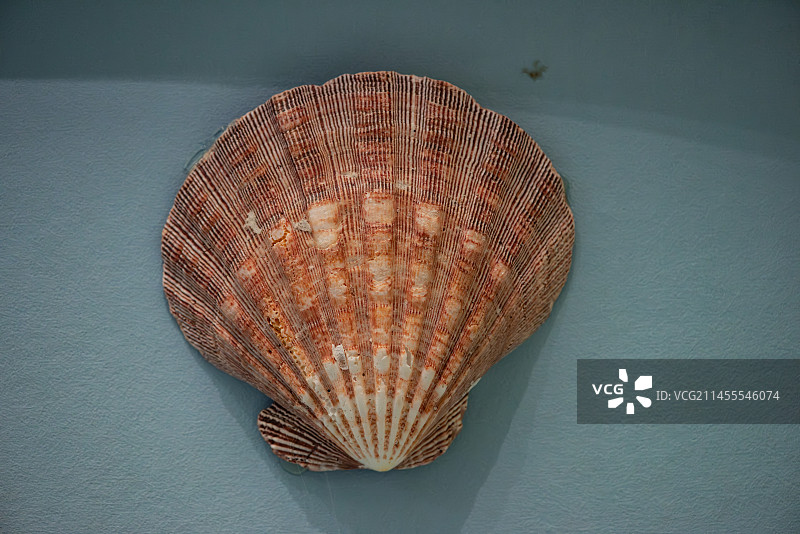 中国航海博物馆展出的海洋贝类图片素材