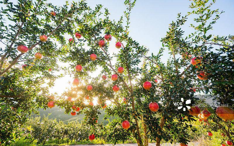 软籽石榴图片素材