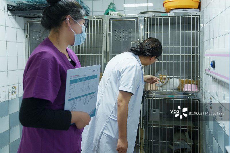 宠物医生对医院猫咪进行检查图片素材